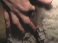 Cute white sheep is trying anal sex in the farm
